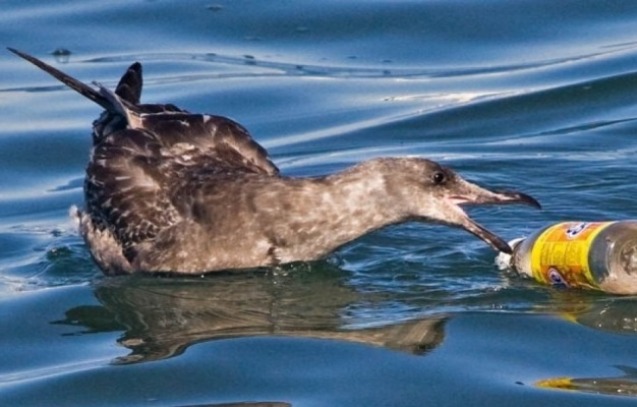 Пластиковый мусор оказался причиной опасного заболевания у морских птиц