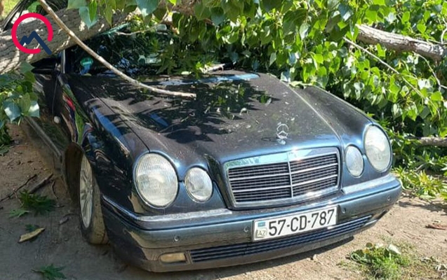 gencede-masinin-ustune-agac-asdi