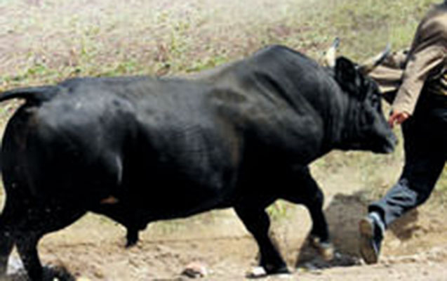 iribuynuzlu-heyvan-sahibini-vurub-oldurdu