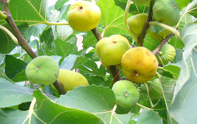encir-yigan-qadini-tok-vurdu