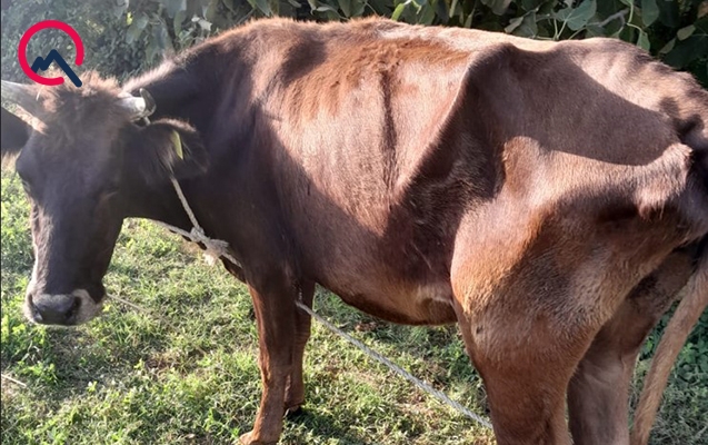 xeste-heyvan-veribler-ayaquste-dura-bilmir