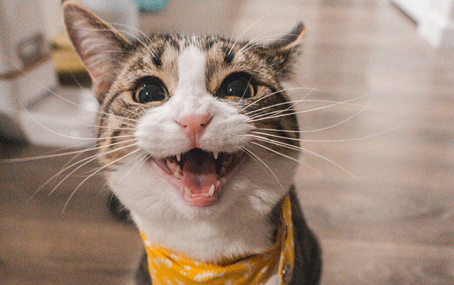 istanbul-hava-limaninda-pisik-teyyarenin-ucusuna-mane-oldu