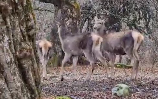 sahdag-milli-parkindan-fusunkar-goruntuler