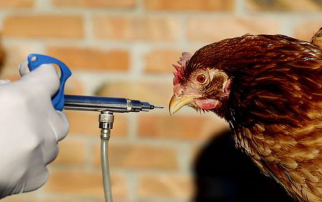 bu-olkede-qus-qripi-epidemiyasi-qeyde-alindi