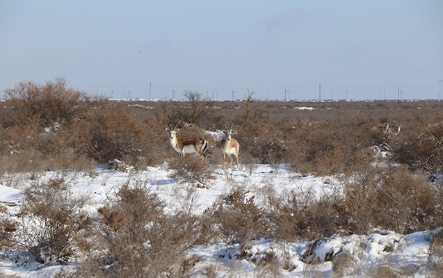 muganda-qara-gozellik-qatan-ceyranlar