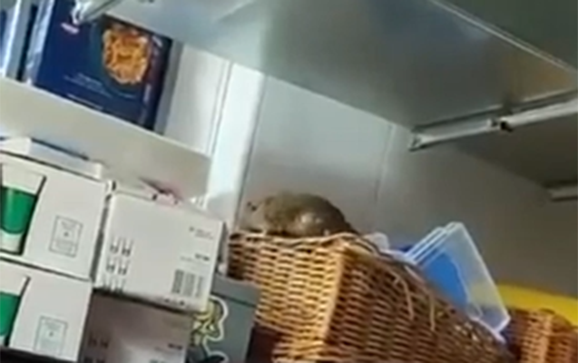 Məşhur restoranın mətbəxində siçovul gəzir