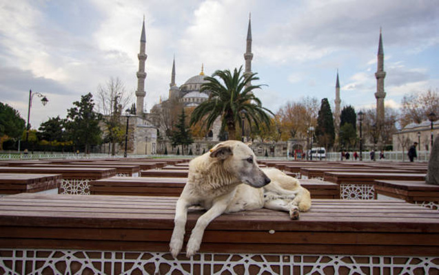 turkiyede-kuce-itleri-ile-bagli-qanun-layihesi-gundemden-dusmur