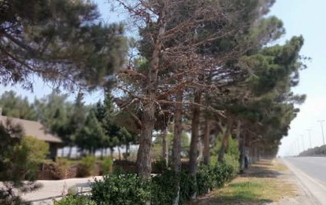 abseronda-qurumus-agaclar-yol-kenarlarindan-goturulecek