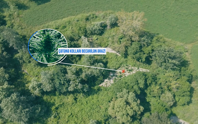 mesede-narkotik-bitkiler-ekenler-tutuldu