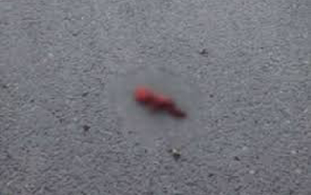 bakida-parkdan-korpe-dolu-tapildi