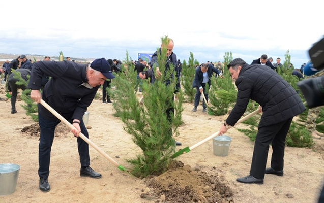 pirallahida-agacekme-aksiyasi-kecirildi