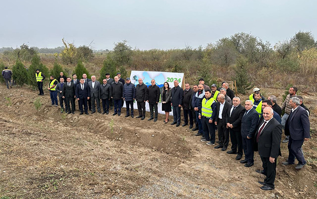 beyleqanda-novbeti-defe-agacekme-aksiyasi-kecirildi