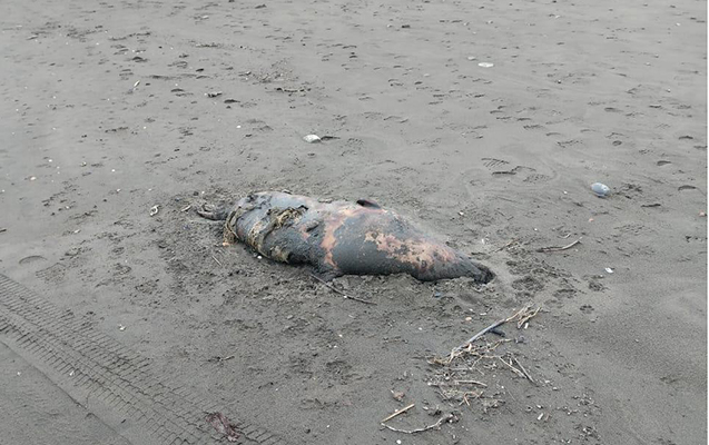 xezerin-sahilinde-suiti-cesedleri-askarlandi