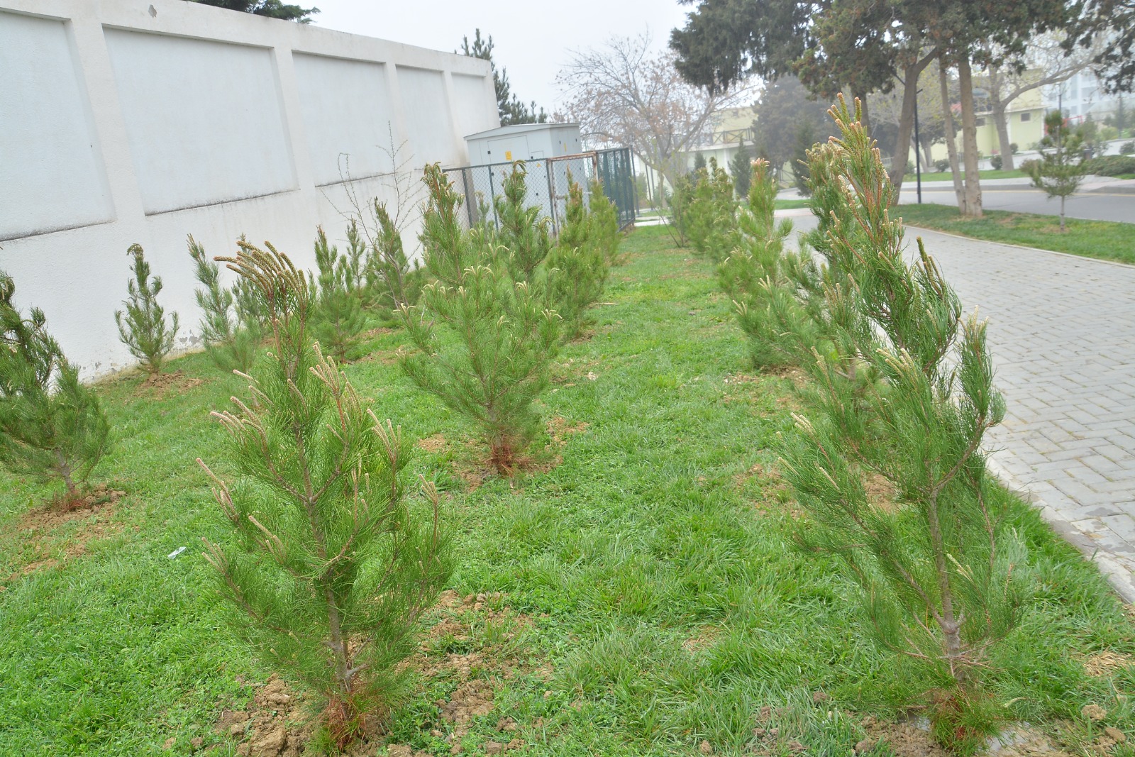 Xətaidə şəhidlərin xatirəsinə tədbirlər keçirildi - FOTOLAR 6 Xətaidə şəhidlərin xatirəsinə tədbirlər keçirildi - FOTOLAR