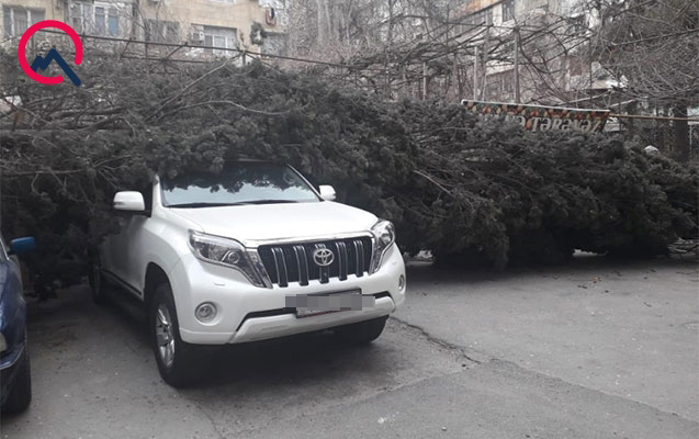 bakida-agac-prado-ve-bmwnin-ustune-asdi