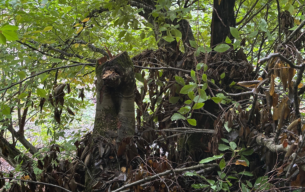 Oğuzda meşəni qıran şəxsə cinayət işi açıldı