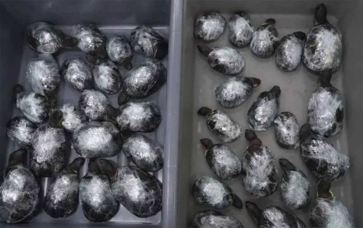 68 tısbağanı bu yolla sərhəddən keçirmək istədilər  - Çində kuryoz hadisə  