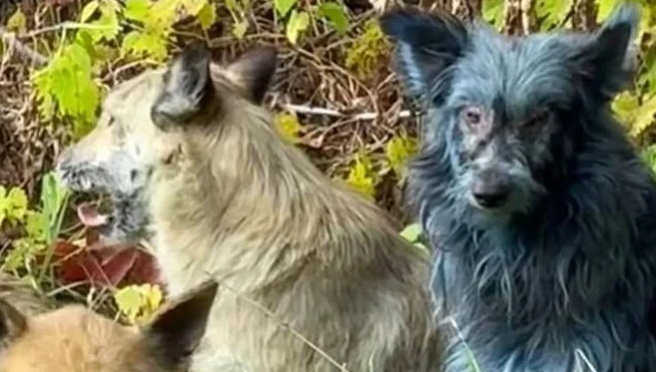 Çernobılda mavi itlər peyda oldu  - Foto  