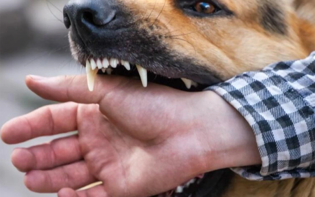 coban-iti-83-yasli-kisini-parcalayaraq-oldurdu