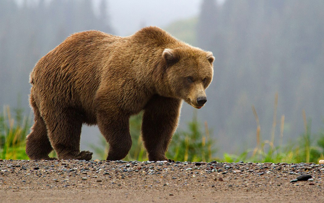 Bu ölkədə ayı hava limanına girdi, hökumət hərəkətə keçdi