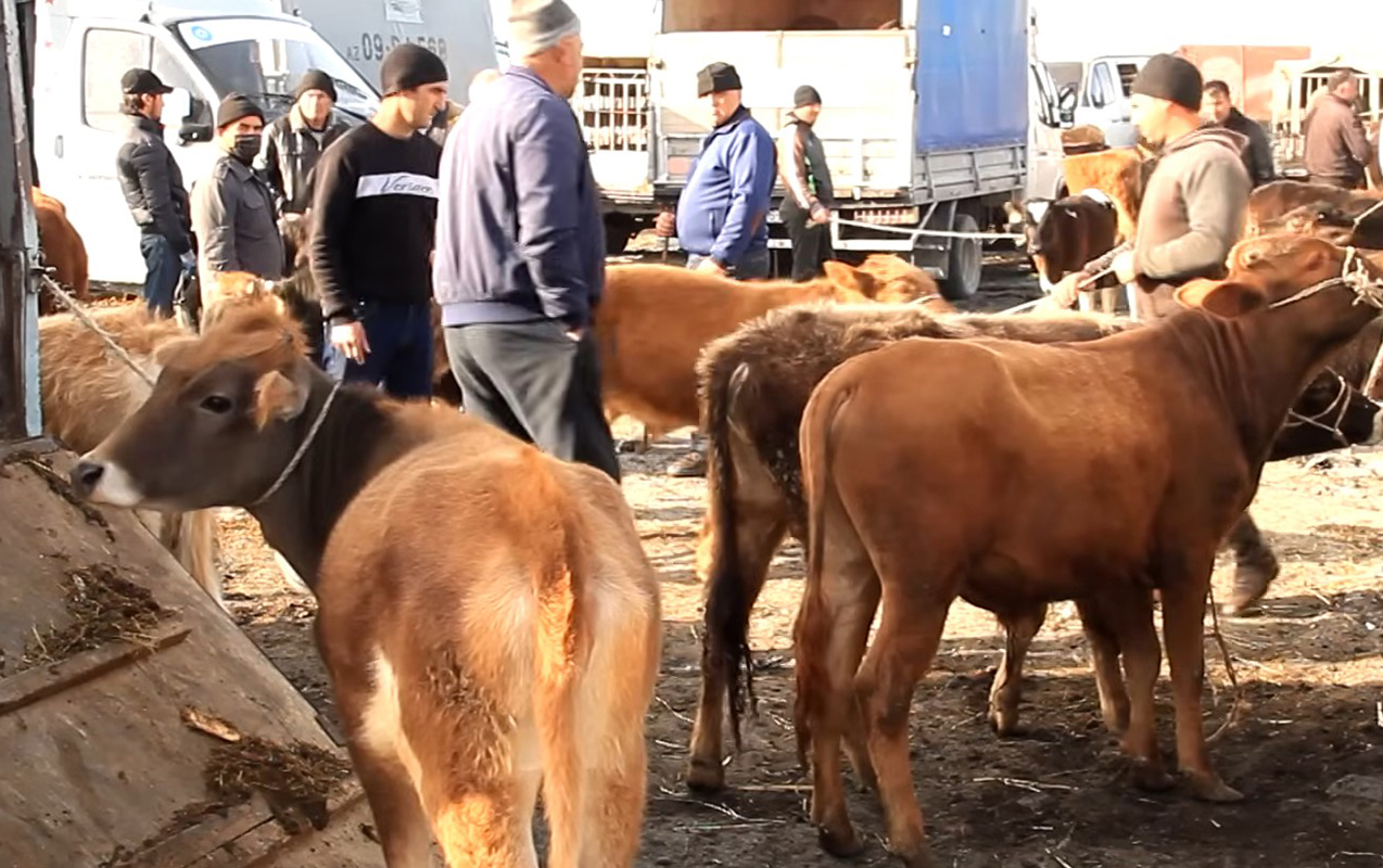 bu-heyvan-bazarlari-fealiyyet-gostermeyecek