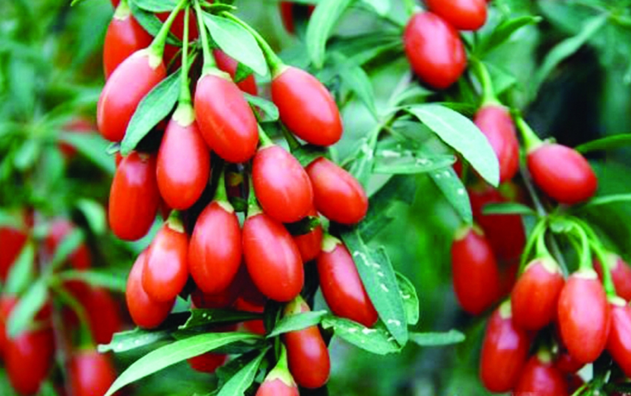 Bu giləmeyvə cavanlaşdırır, əhvalı yüksəldir