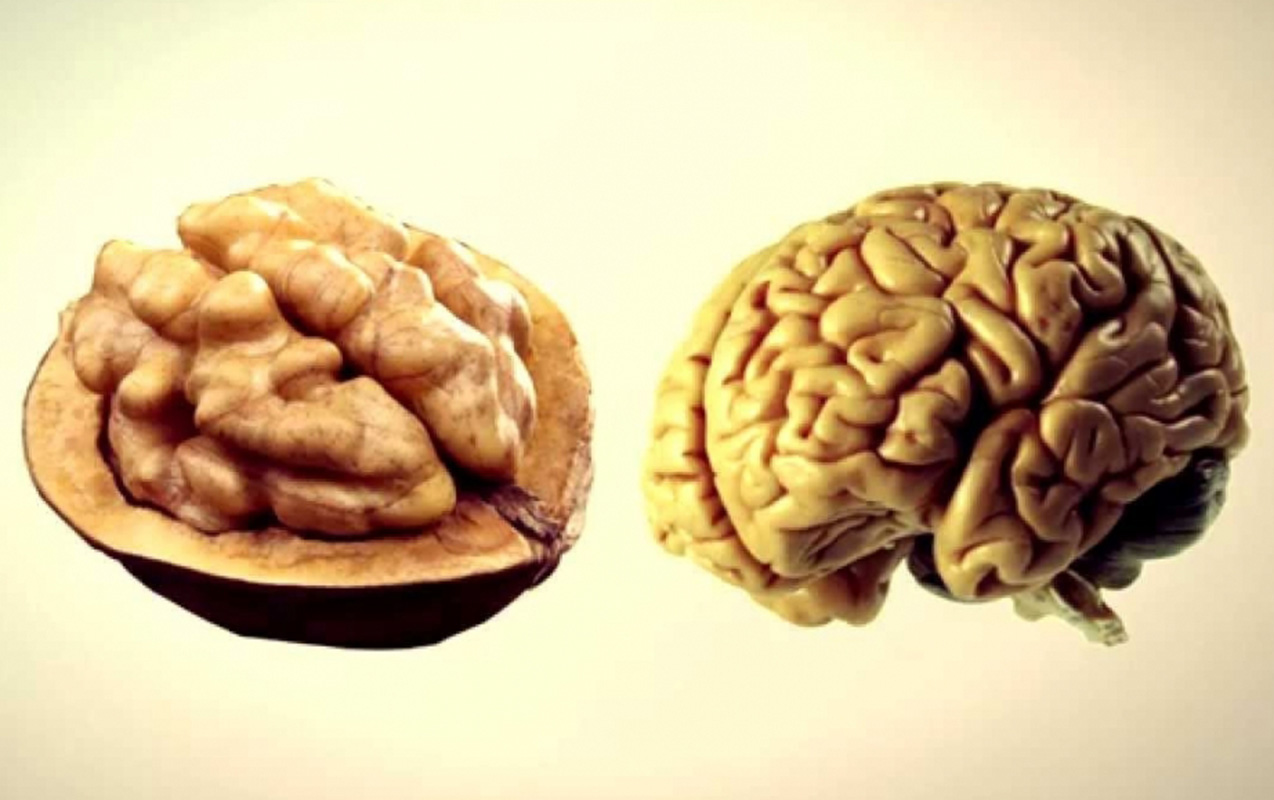 bu-qidalar-orqanlarimizin-ekizidir