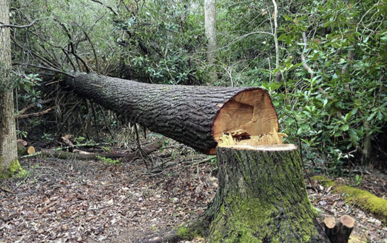 bu-erazilerde-yasilliqlar-qanunsuz-kesilib
