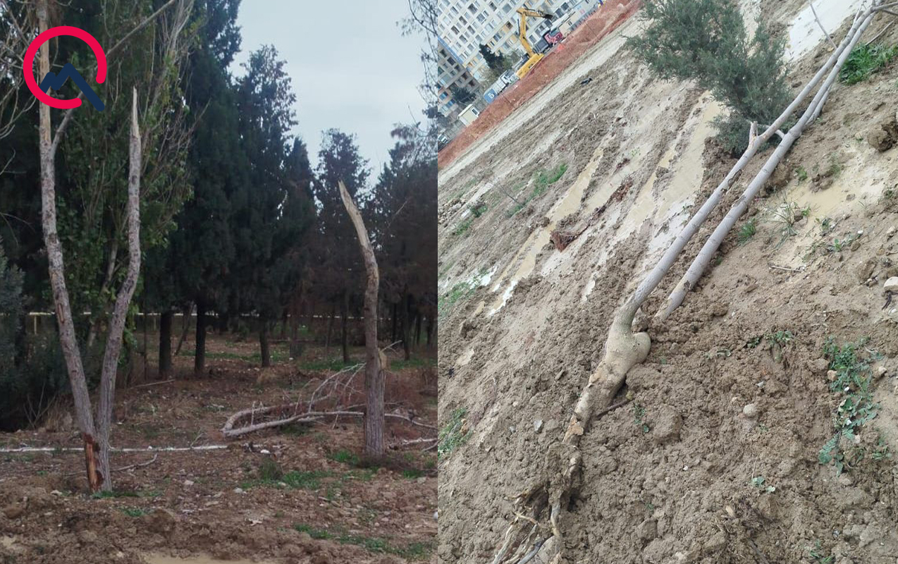 dernegulde-agaclara-qenim-kesilen-kimdir