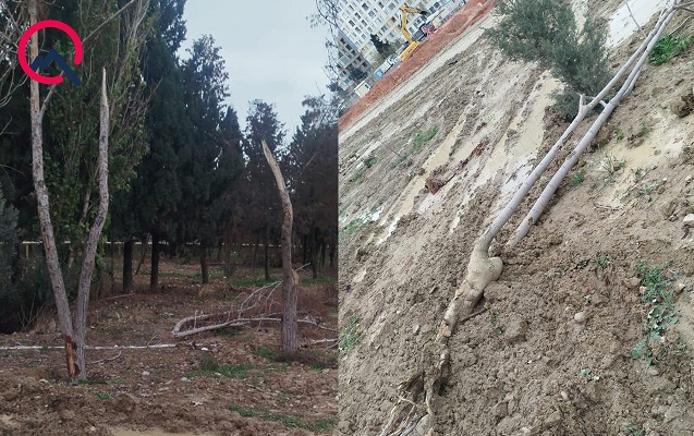 dernegulde-agaclara-qenim-kesilen-kimdir