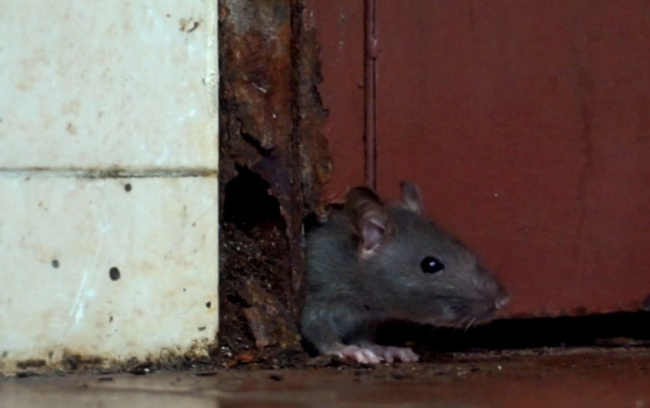 bakida-bu-binaya-sicovullar-darasib