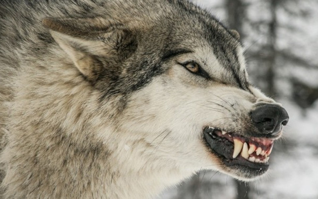 canavar-hucumuna-meruz-qalan-sexslerin-veziyyeti