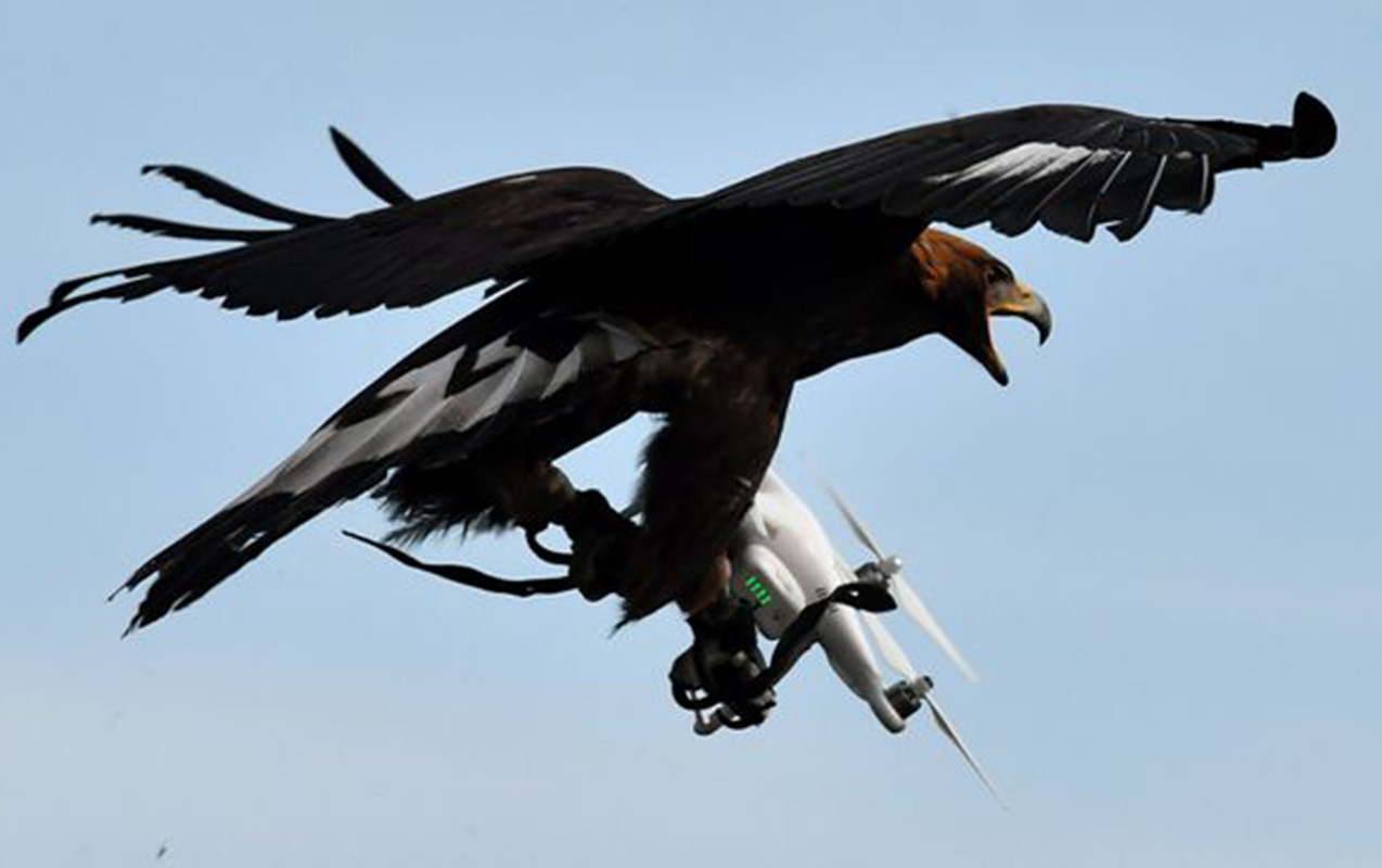 turkiyede-qartal-cekilis-aparan-dronu-ovladi