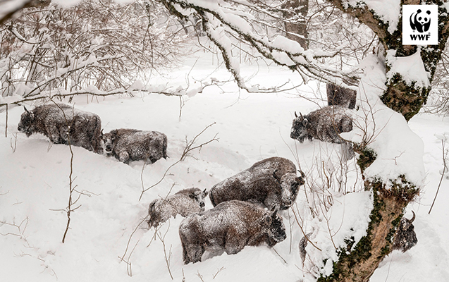 sahdagin-neheng-sakinleri-qarin-altinda