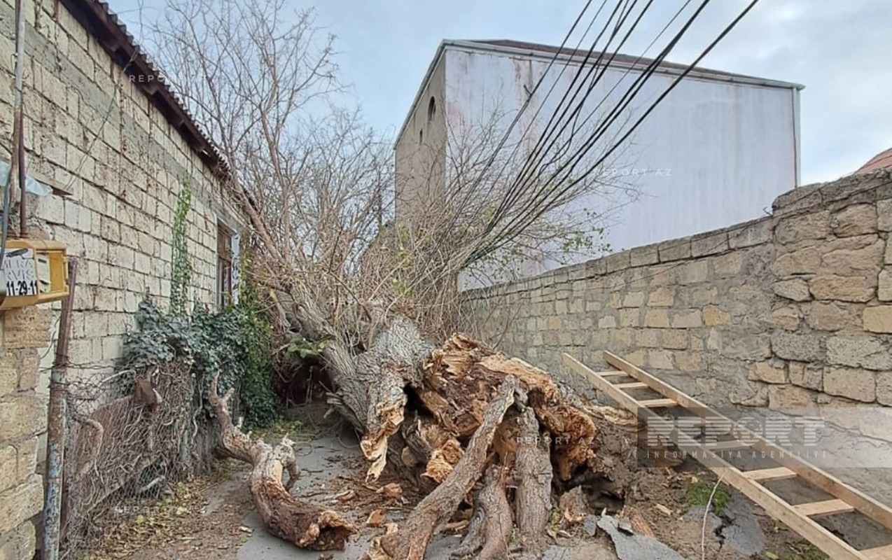 bakida-guclu-kulek-agaci-elektrik-xettinin-uzerine-asirdi