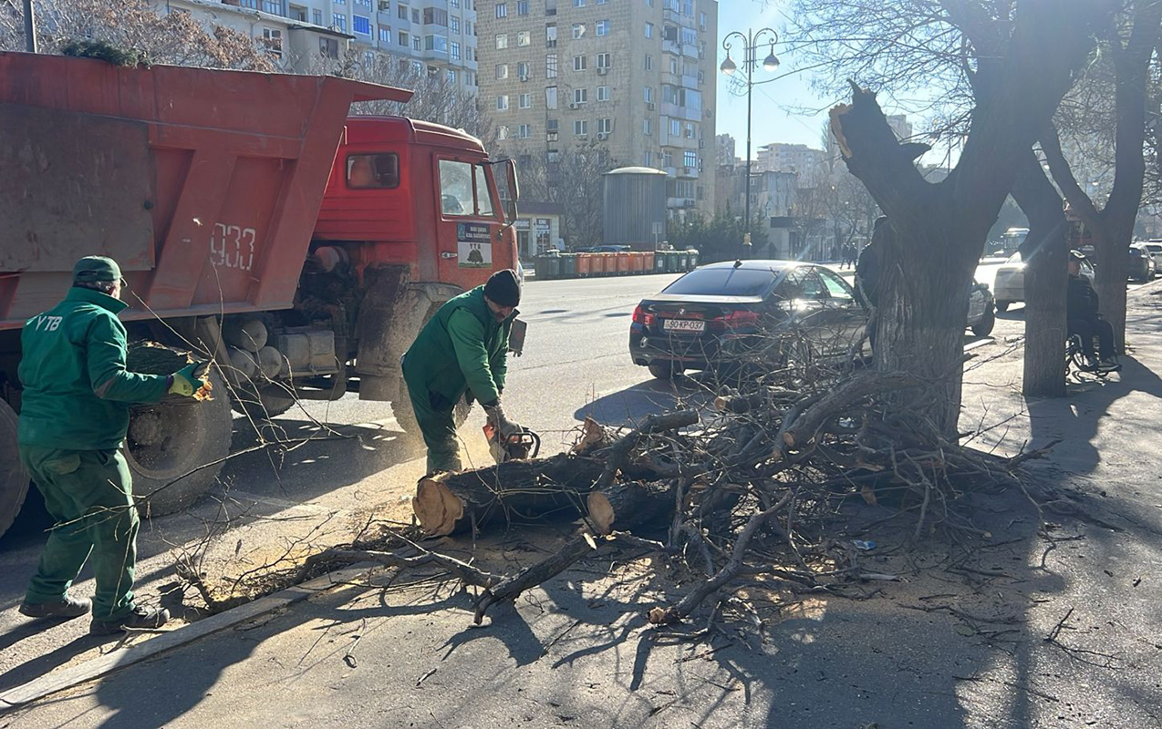 kulek-8-agaci-sindirdi