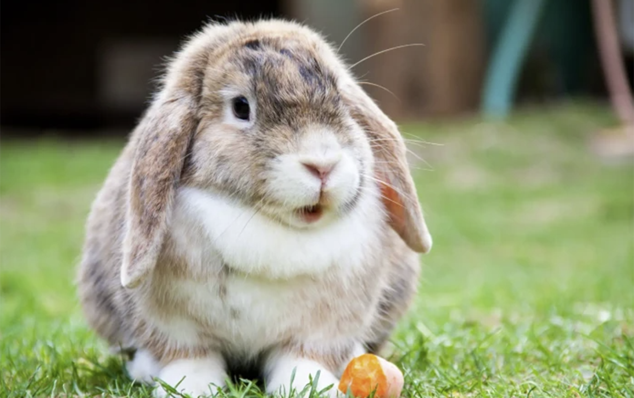 azerdovsansaxlayan-adli-qht-de-var-imis