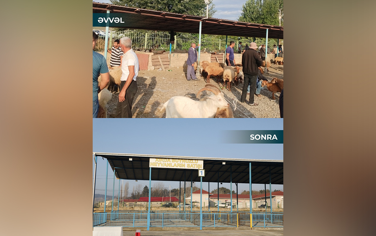 samaxi-ve-goycay-heyvan-satisi-bazarlari-acildi