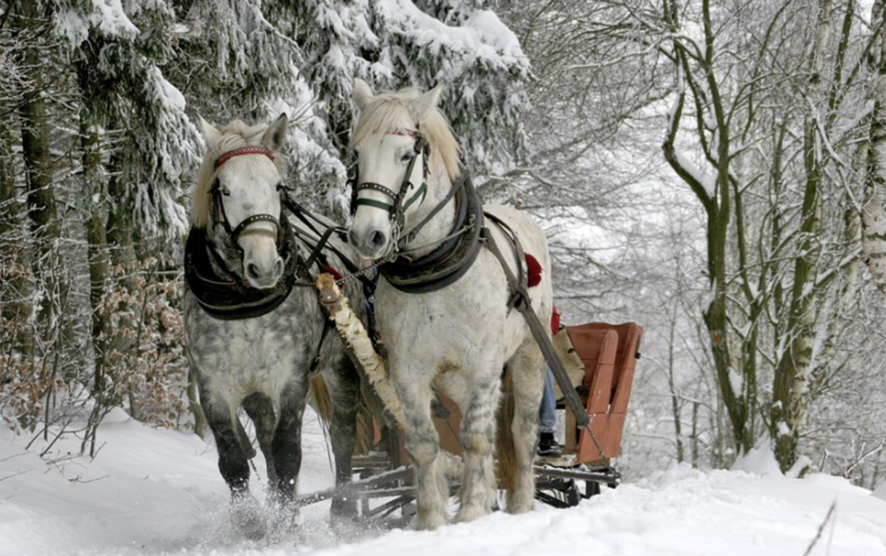 zaqatalaya-30-sm-qar-yagdi