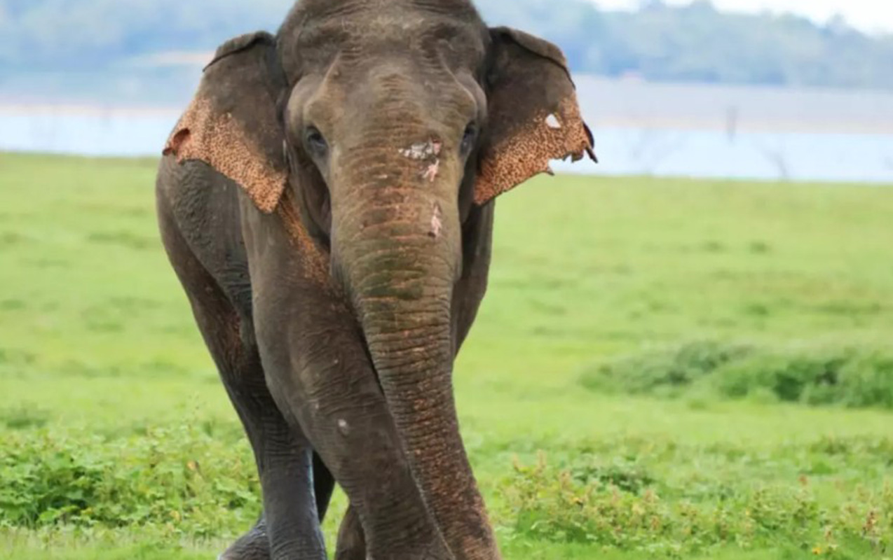 fil-22-neferi-oldurdu