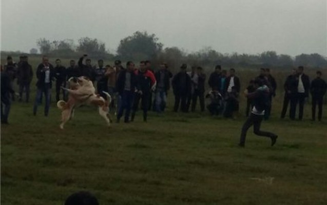 tanisini-iti-doyusde-uduzdugu-ucun-gulleleyib