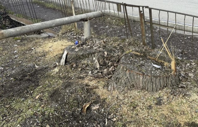 qanunsuz-agac-kesimine-gore-cinayet-isi-acildi