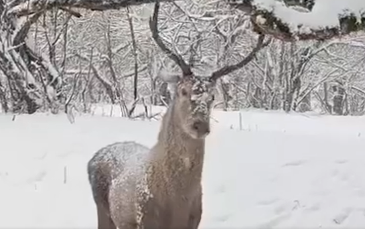 men-ovcu-deyilem-maral-ay-maral