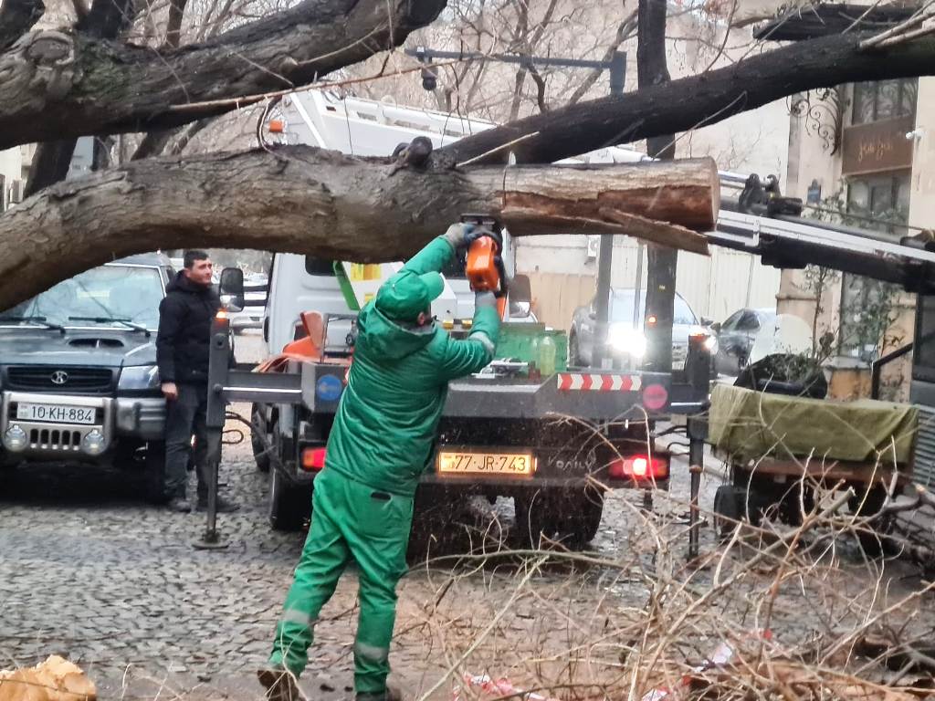 iki-gun-erzinde-bakida-78-agac-sinib