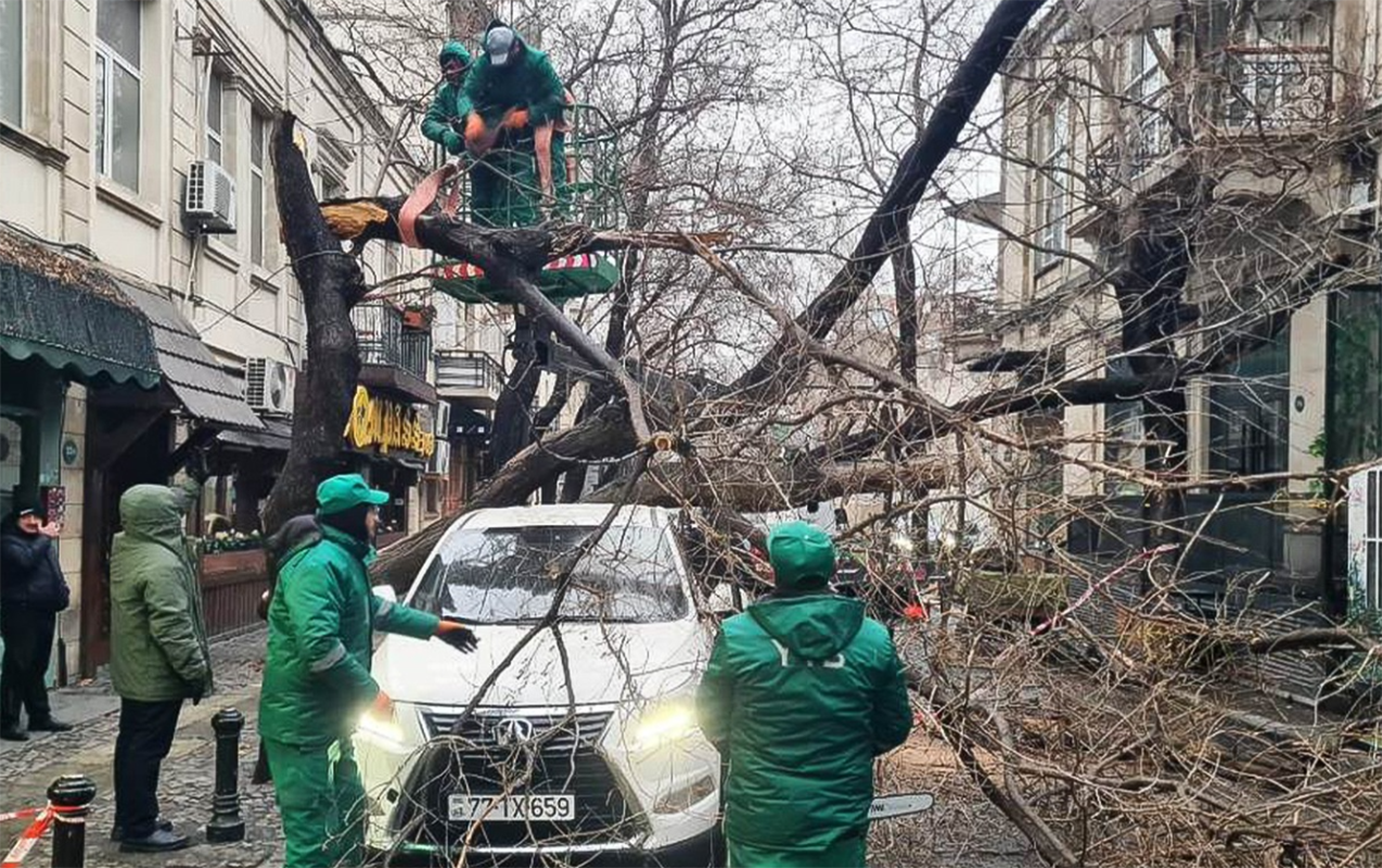 iki-gunde-bakida-78-agac-qirilib