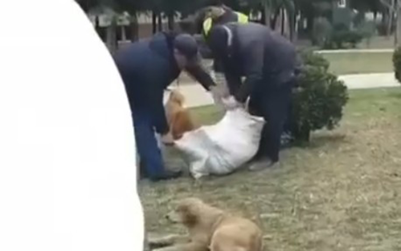 mingecevirde-sahibsiz-itler-oldurulur