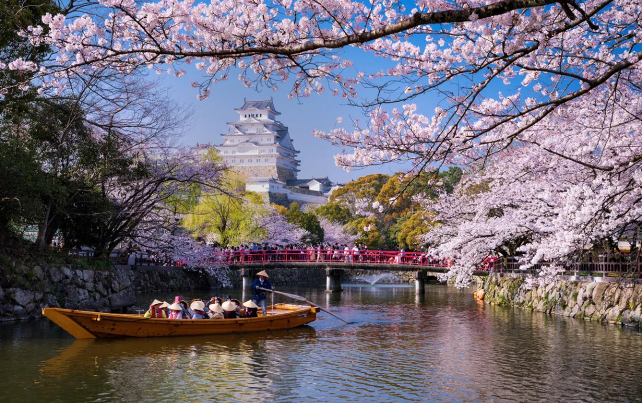 sakura-festivali-turistlere-gore-legv-edildi