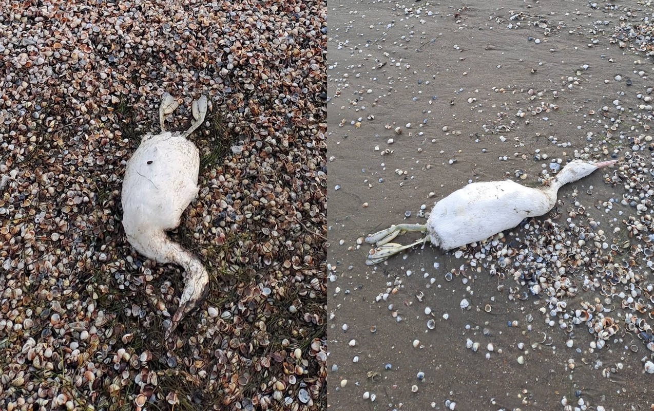 sixovda-col-quslari-telef-oldu