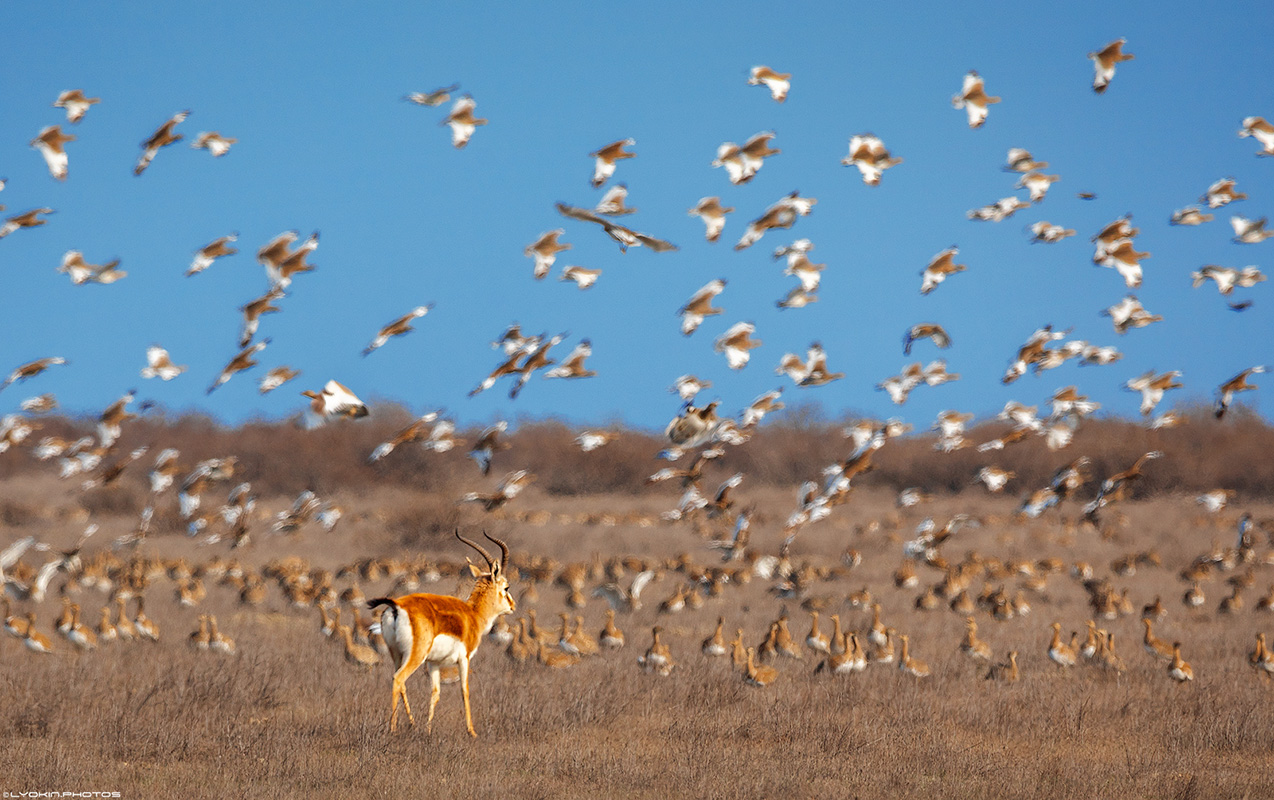 sirvan-milli-parkindan-esrarengiz