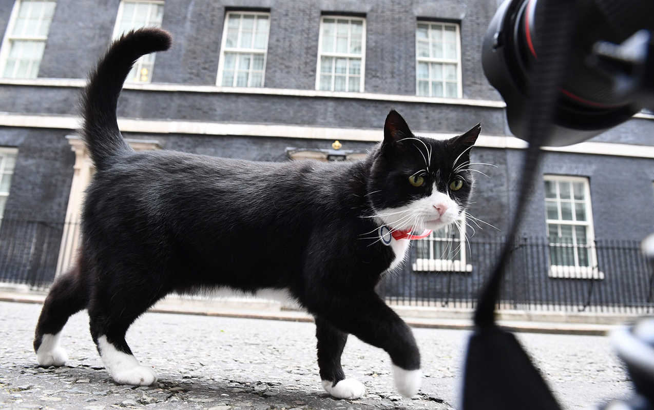 britaniyanin-diplomat-pisiki-oldu